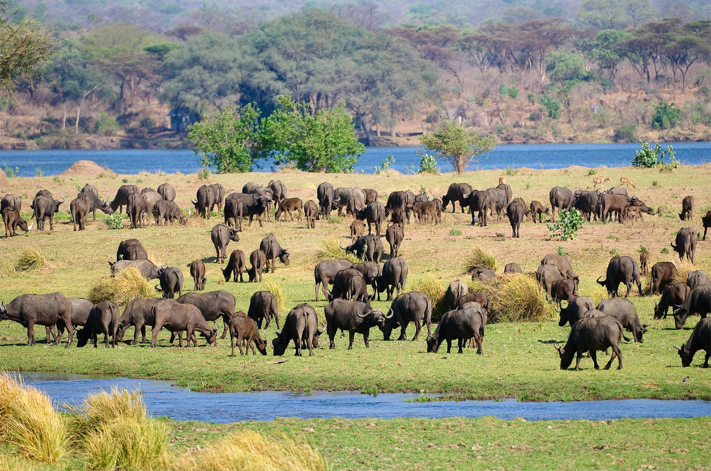 Pristine Wildlife – Buffalos